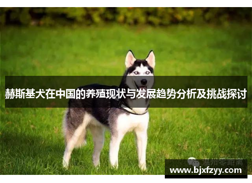 赫斯基犬在中国的养殖现状与发展趋势分析及挑战探讨